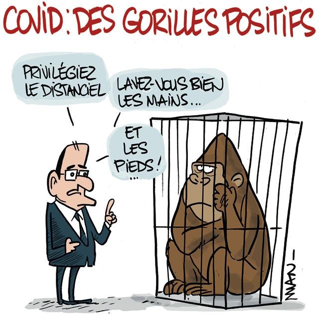 presse : Gorilles