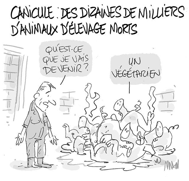 Dessin de presse : Victimes de la canicule presse : Victimes de la canicule